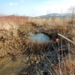 Im Entstehen begriffene Biberdammanlage, im Bereich der kürzlich entfernten Dammanlage